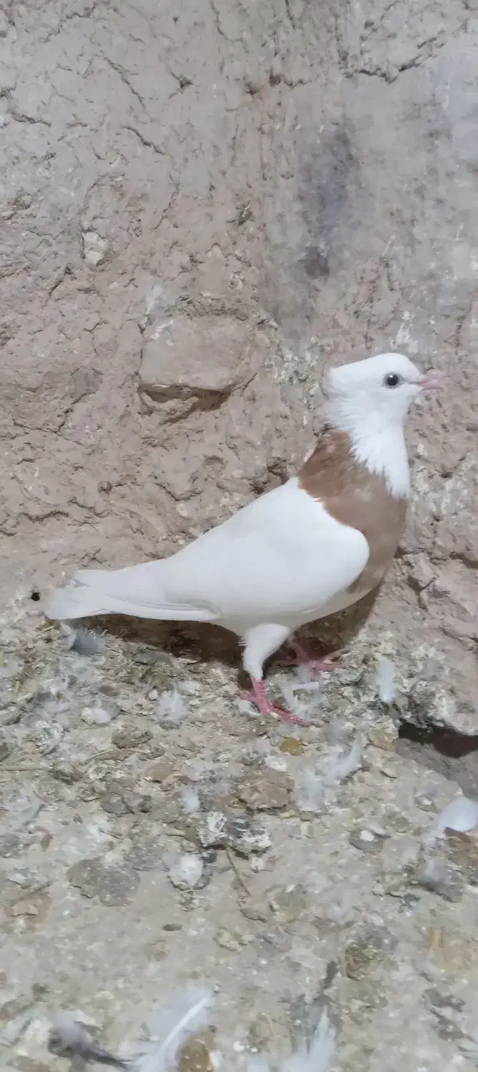 سبز|پرنده|شیروان (خراسان), |دیوار