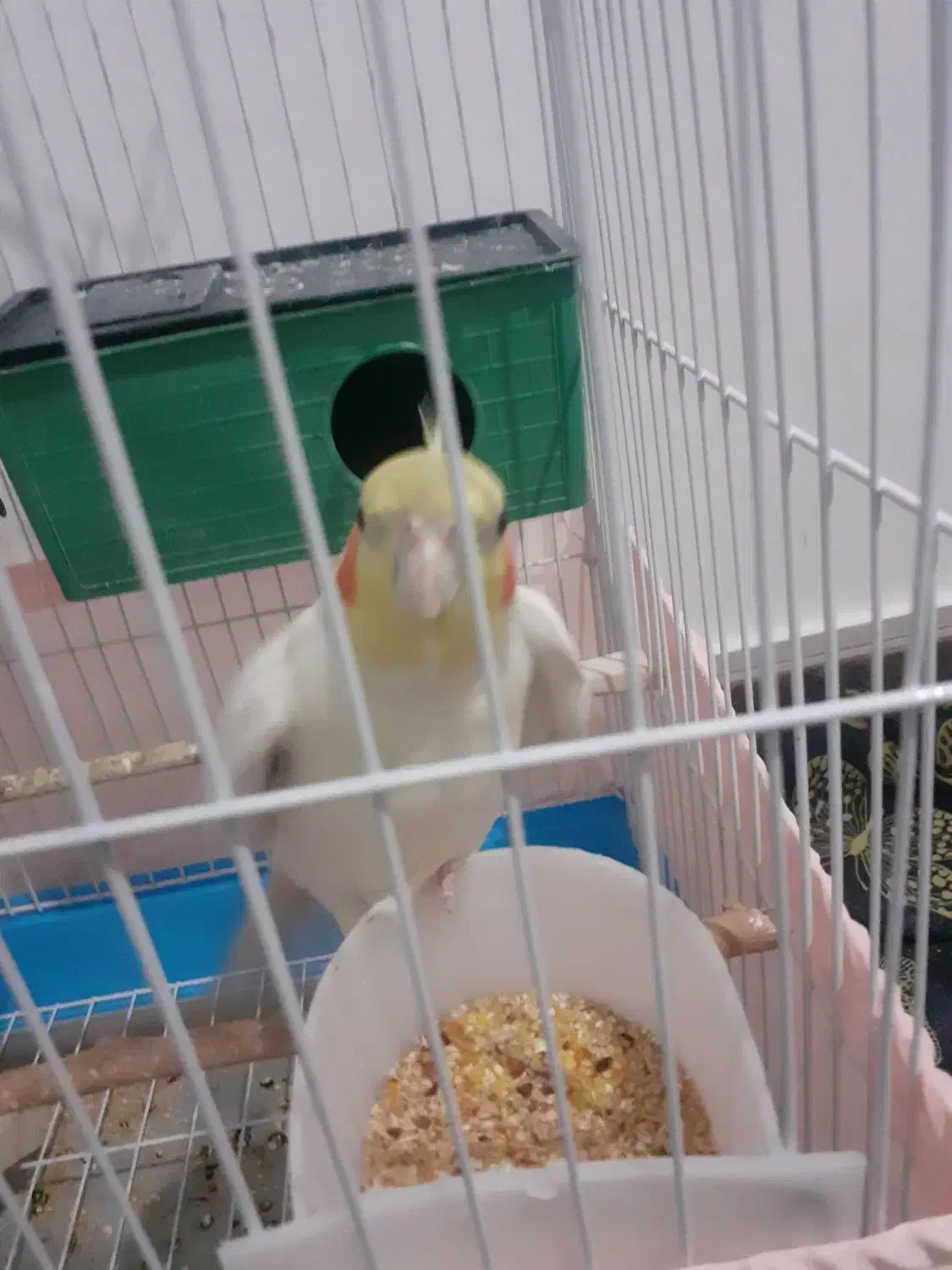 دوتاعروس هلندی نروماده|پرنده|احمدآبادمستوفی, |دیوار