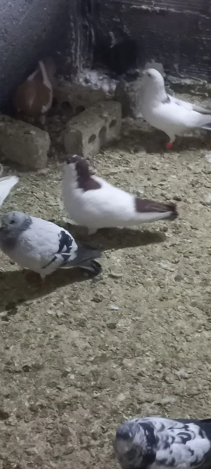 کفتر جفتگاه پرشی|پرنده|مشهد, کشف|دیوار