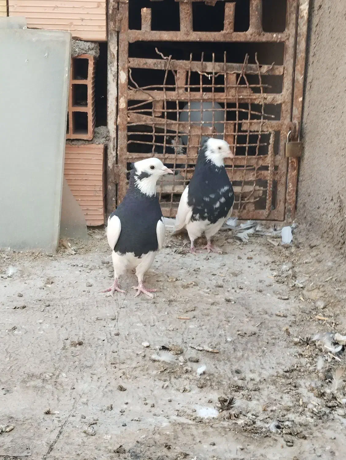 کبوتر کربلایی|پرنده|شال, |دیوار