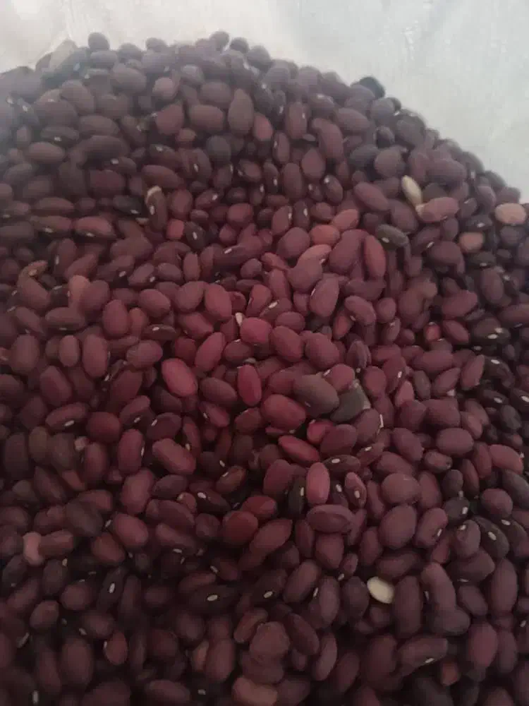 فروش لوبیا قرمز|عمدهفروشی|خرم بید, |دیوار