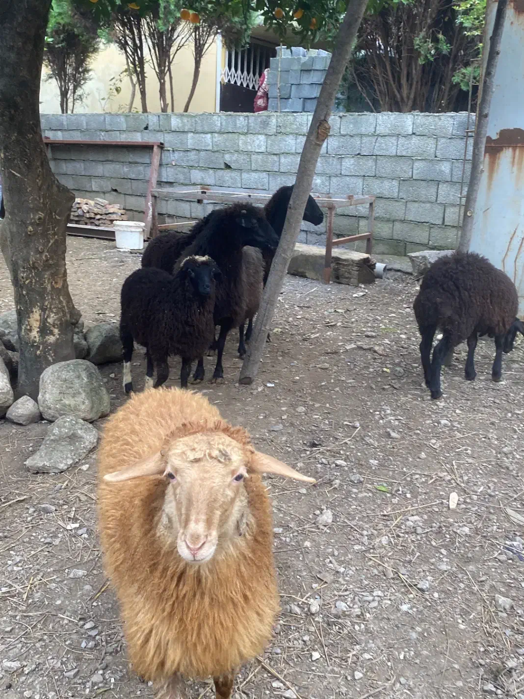 گوسفند ماده با بره تر و تمیز فروشی|حیوانات مزرعه|نوشهر, |دیوار