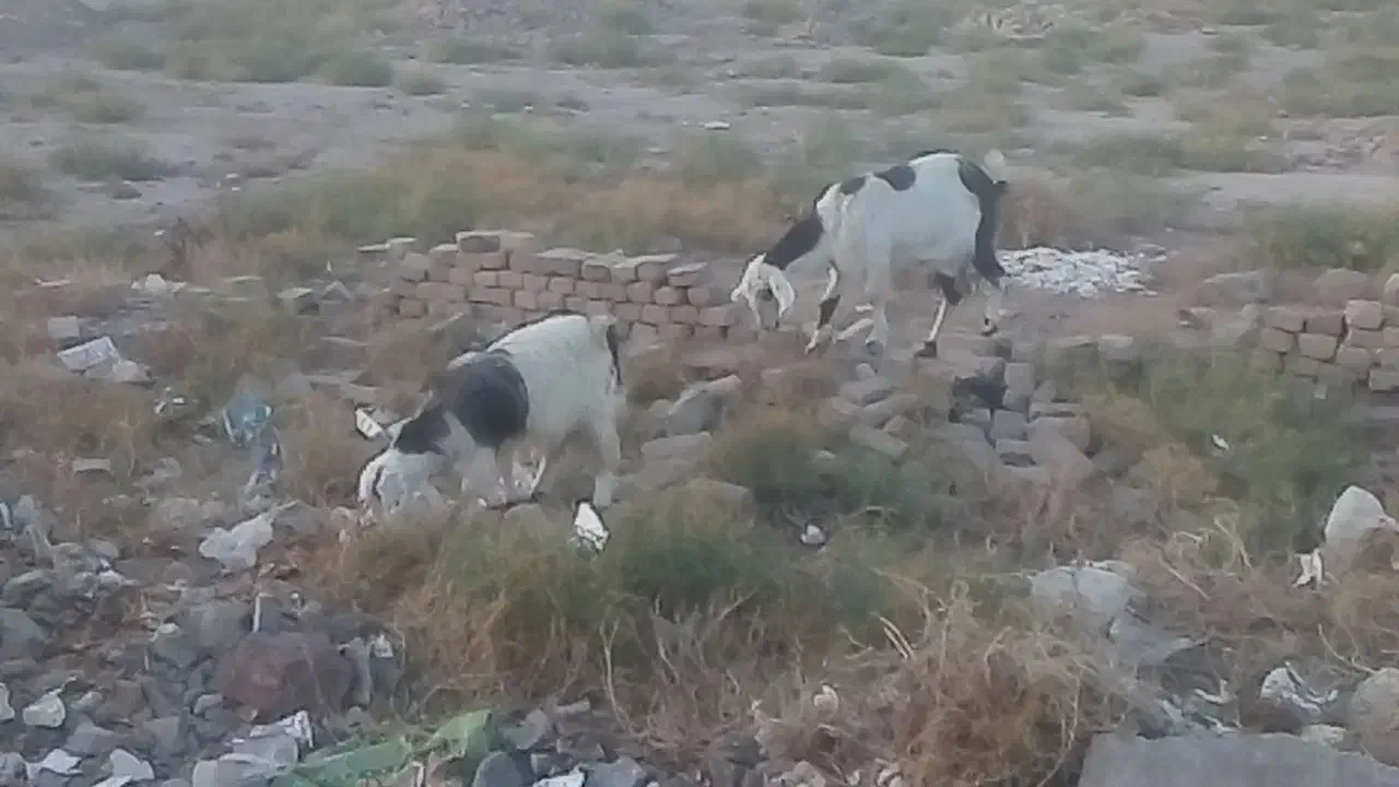 بز  جوان همراه بزغاله ماده  که بز دوباره آبستن|حیوانات مزرعه|رضویه, |دیوار