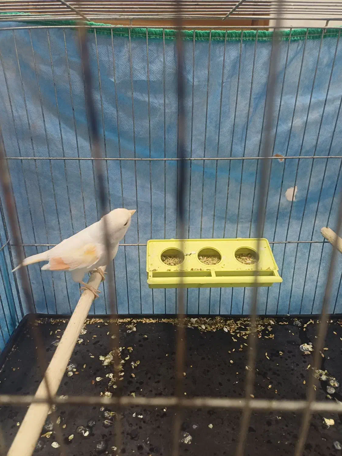 قناری|پرنده|قهدریجان, |دیوار