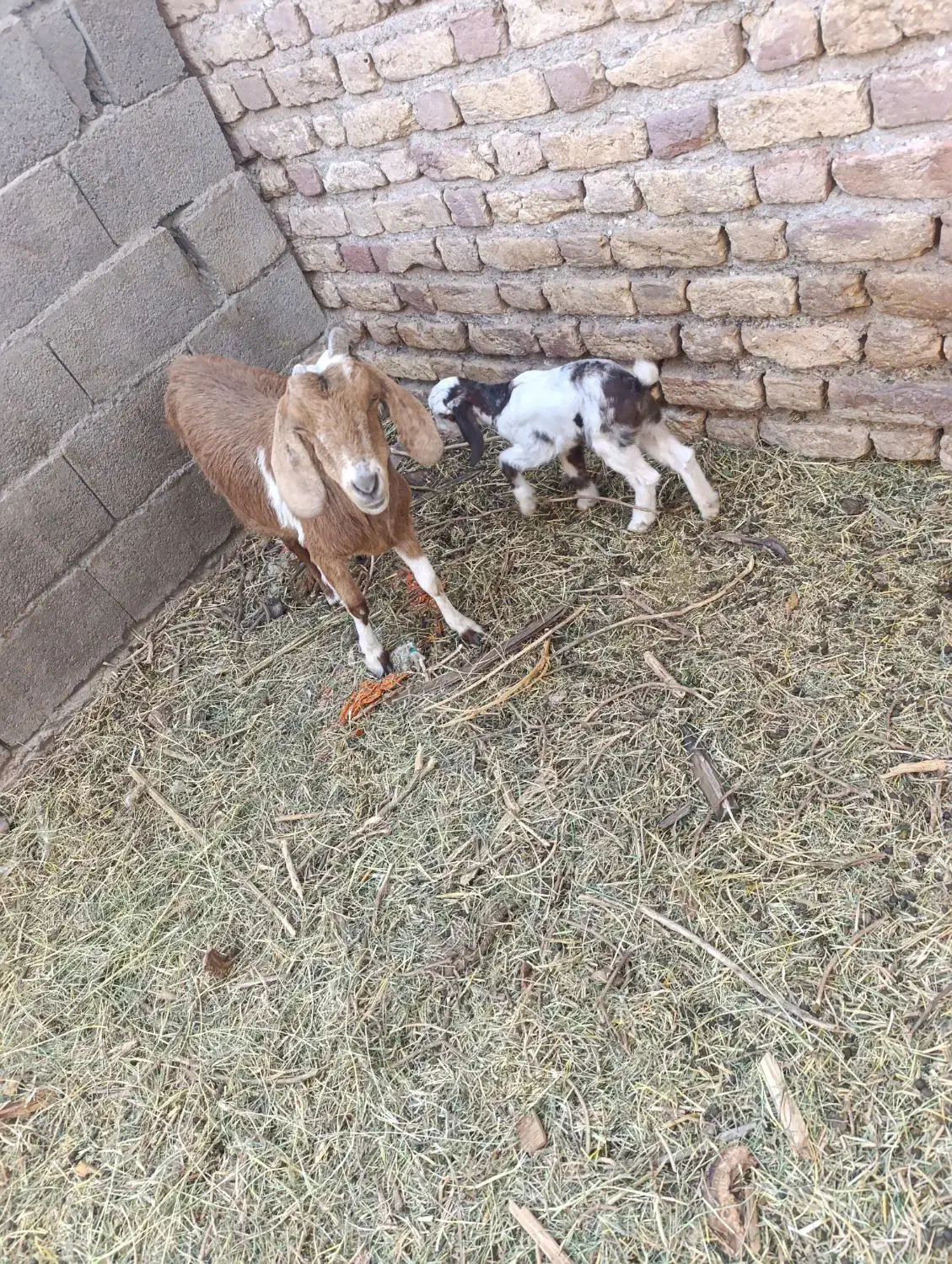 گوسفند|حیوانات مزرعه|نرماشیر, |دیوار