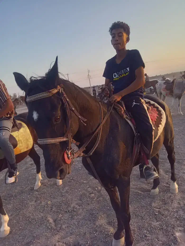 اسب|اسب و تجهیزات اسب‌سواری|بم, |دیوار