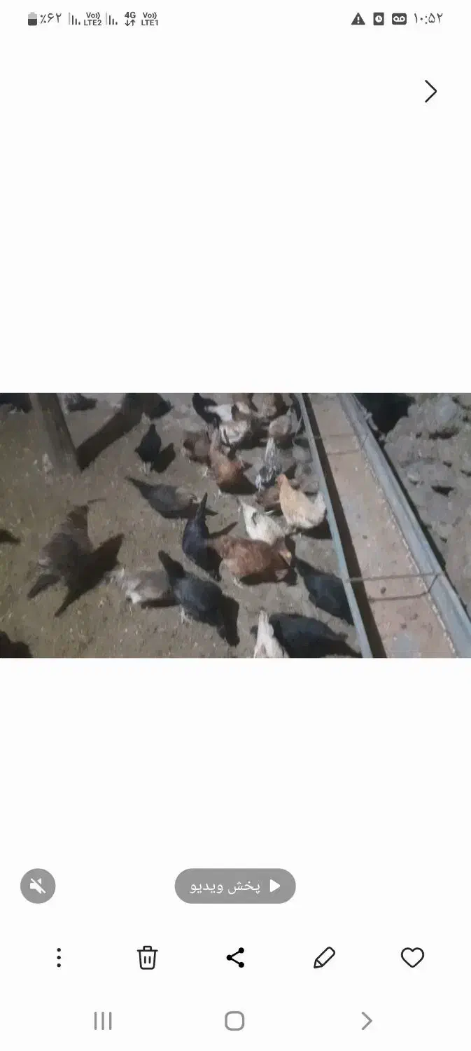 مرغ گلین ومحلی|حیوانات مزرعه|کلاترزان, |دیوار