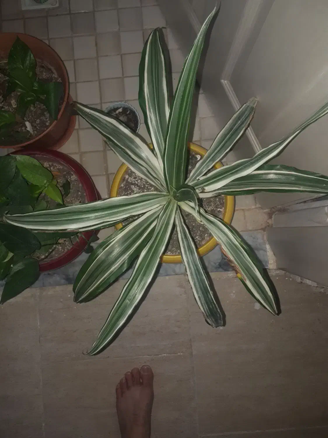 اکواریم|گل و گیاه طبیعی|گلبهار, شهر جدید گلبهار|دیوار