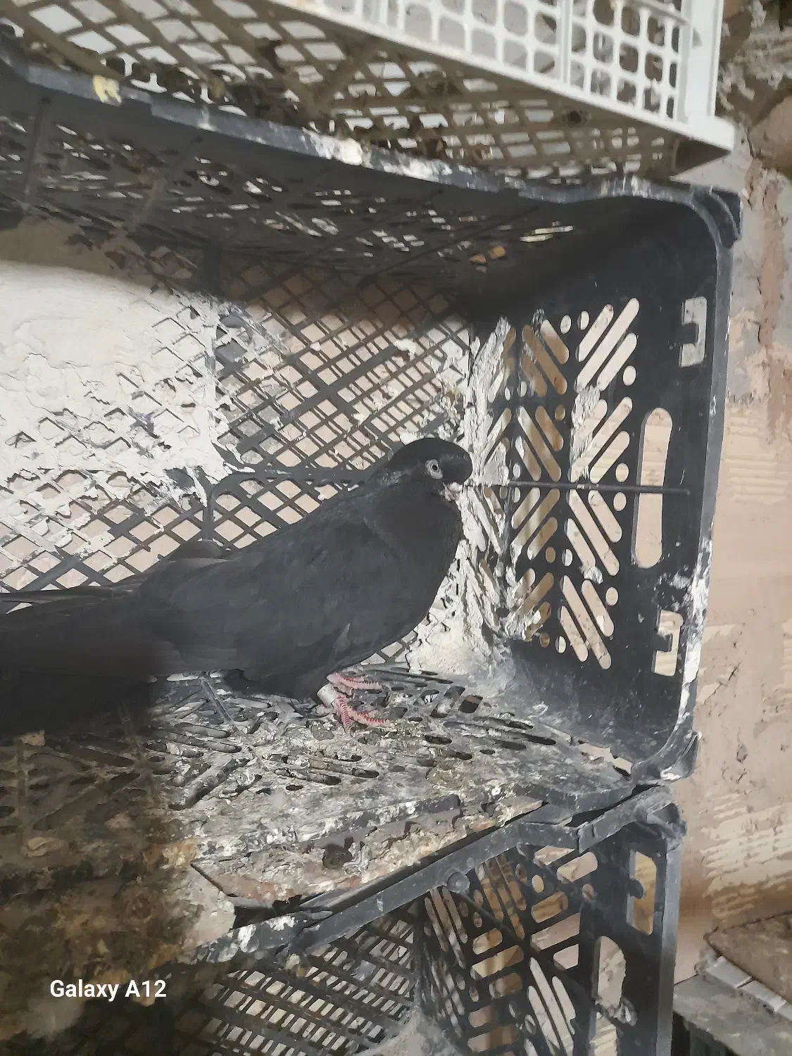 کبوتر‌قنار|پرنده|لیلان, |دیوار