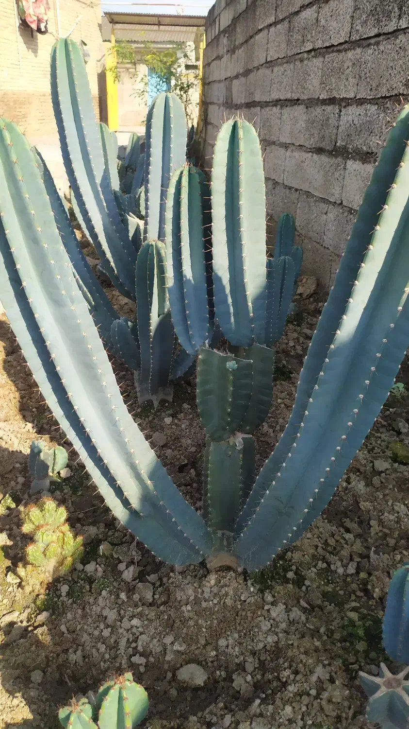 فروش کاکتوس سنپدرو|گل و گیاه طبیعی|زرگرشهر, |دیوار