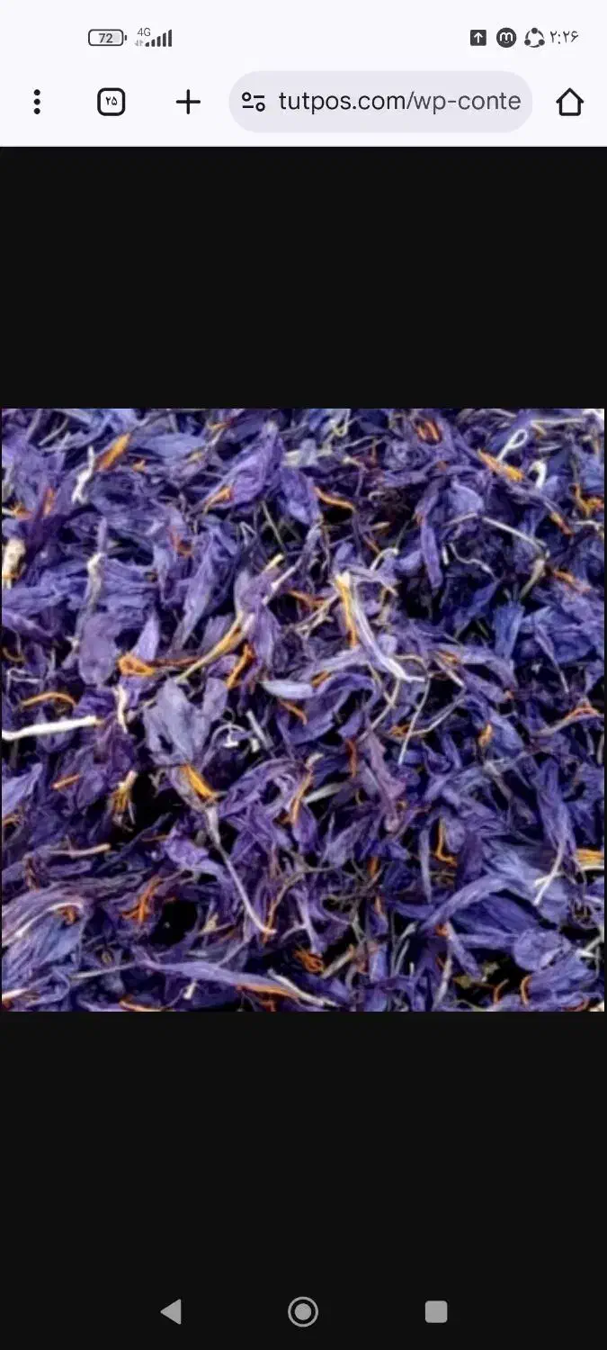 گلبرگ زعفران تربت حیدریه محصول 1404|خوردنی و آشامیدنی|تهران, آسمان|دیوار