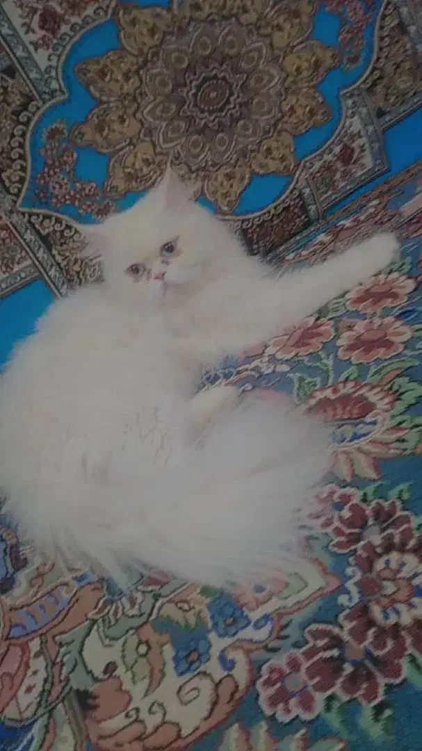 گربه|گربه|ایرانشهر, |دیوار