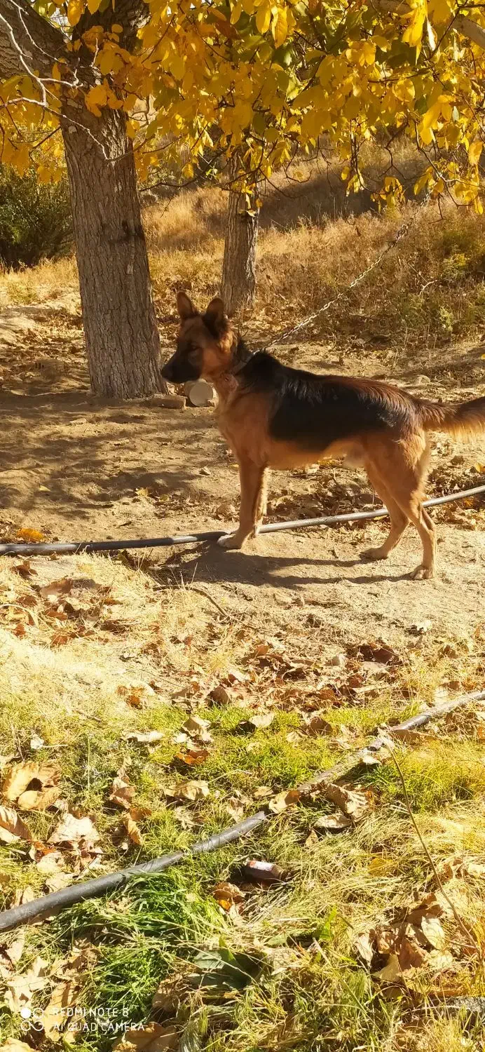 سگ ژرمن|سگ|بهار, |دیوار