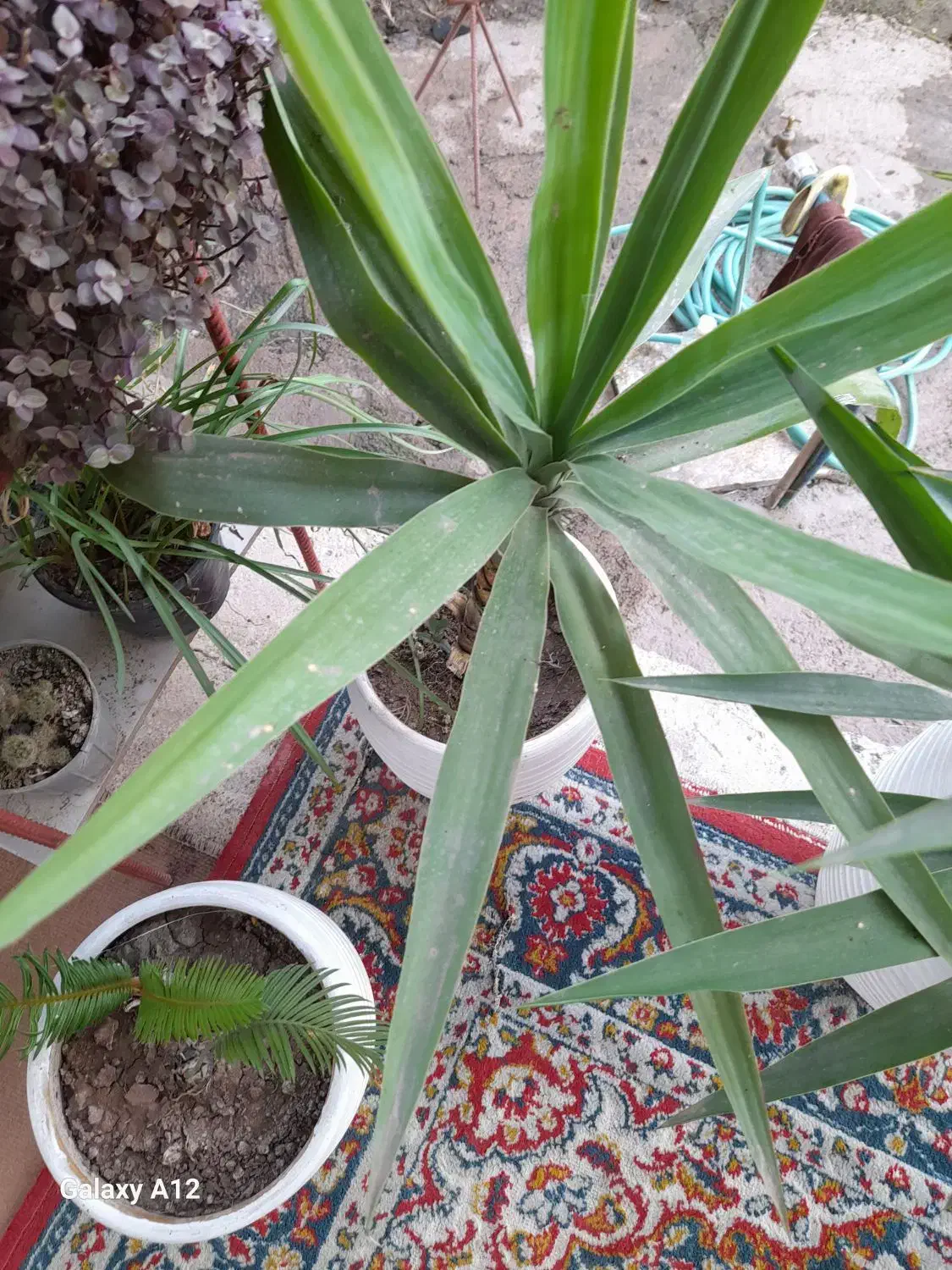 درخت یوکا|گل و گیاه طبیعی|سنگر, |دیوار