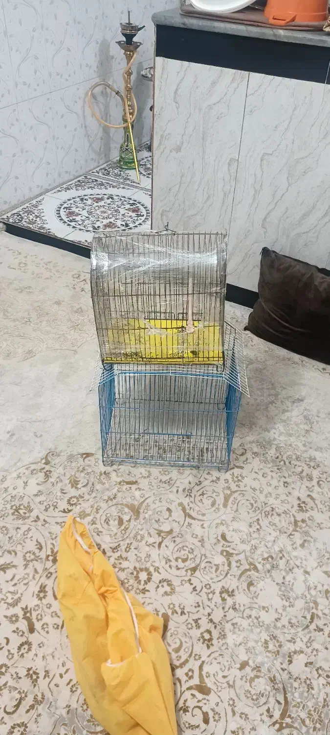 قفس فروشی|لوازم جانبی حیوانات|جوانرود, |دیوار