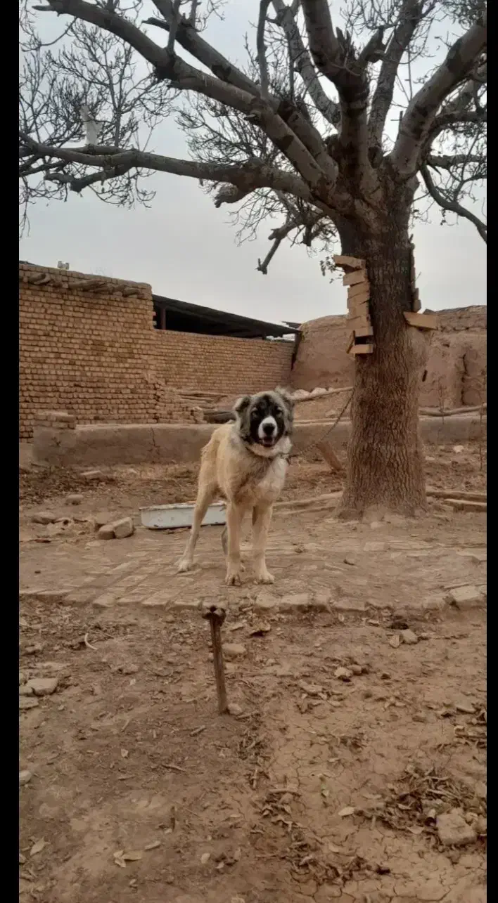 توله سرابی 9 ماهه|سگ|قزوین, |دیوار