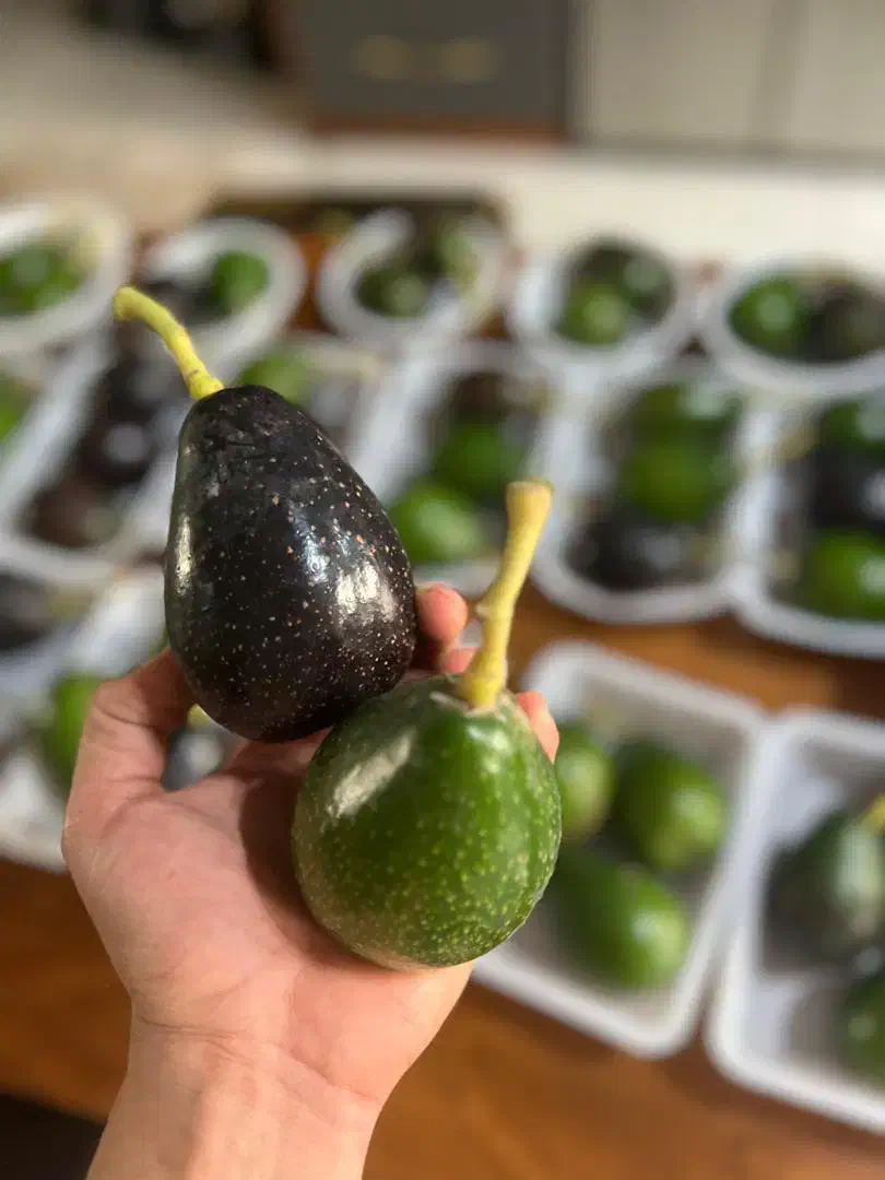 نهال اووکادو مکزیک پرچرب دوساله تا به بالا موجود|خدمات باغبانی و درختکاری|شلمان, |دیوار