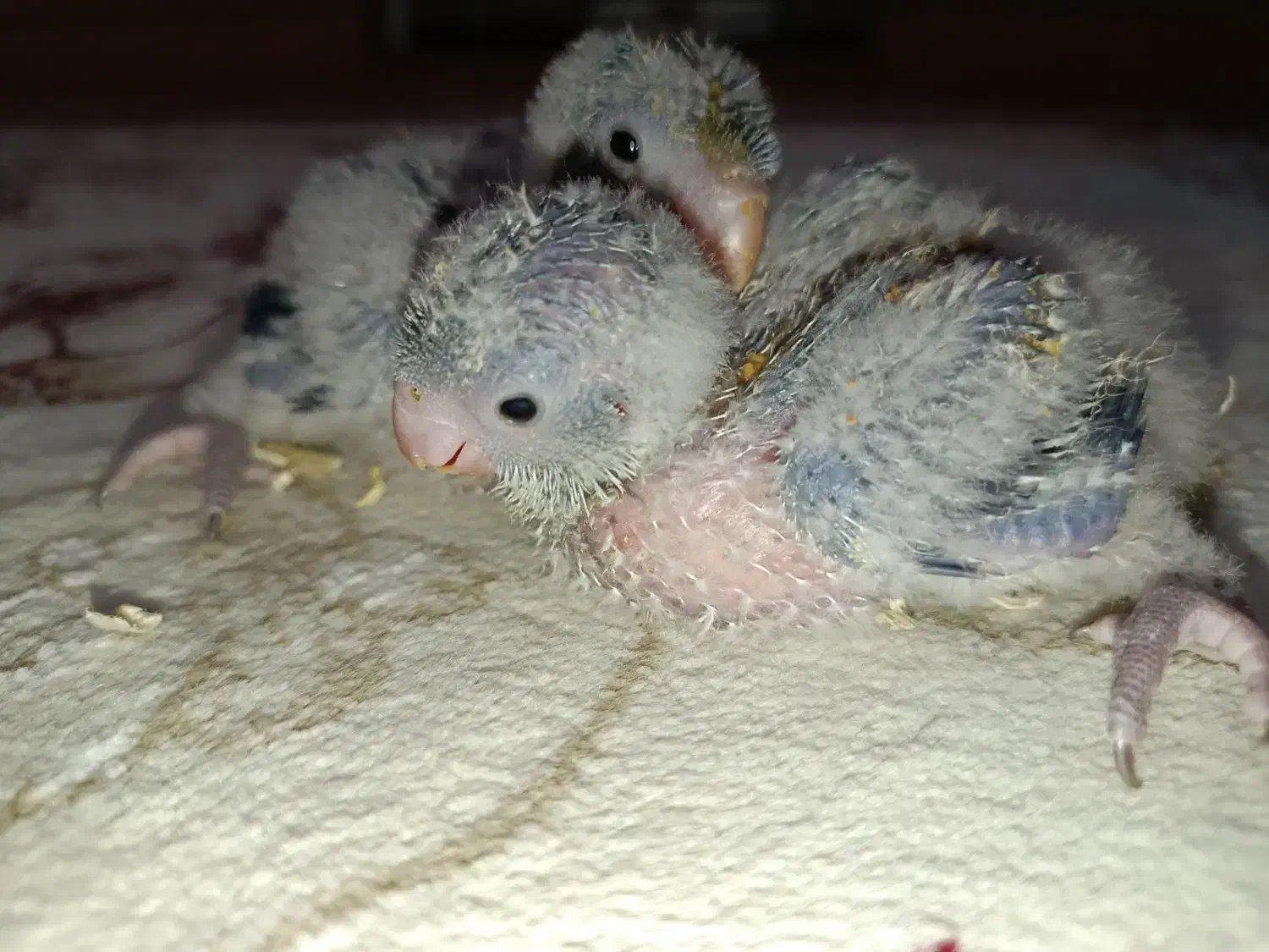 راهب|پرنده|هشتگرد, گلسار|دیوار