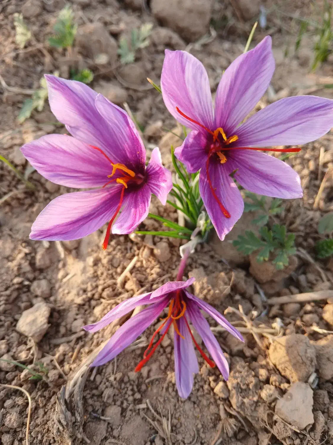 زمین کشاورزی در قوچان روستای برج|فروش دفتر صنعتی، کشاورزی، تجاری|قوچان, |دیوار