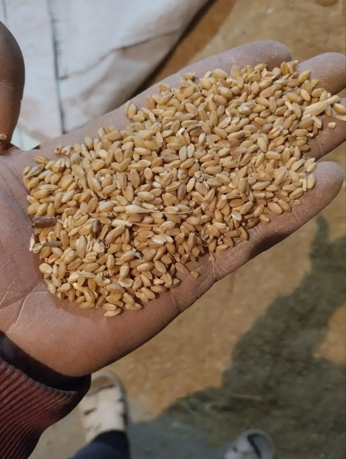 فروش گندم|عمدهفروشی|مینودشت, |دیوار