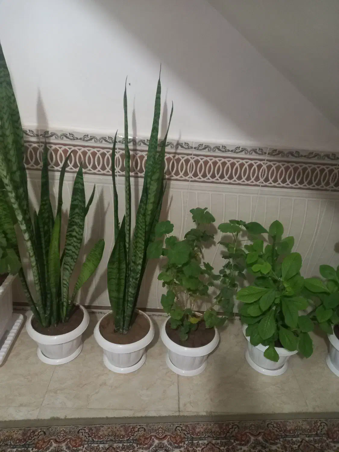 گل طبیعی|گل و گیاه طبیعی|اهر, |دیوار