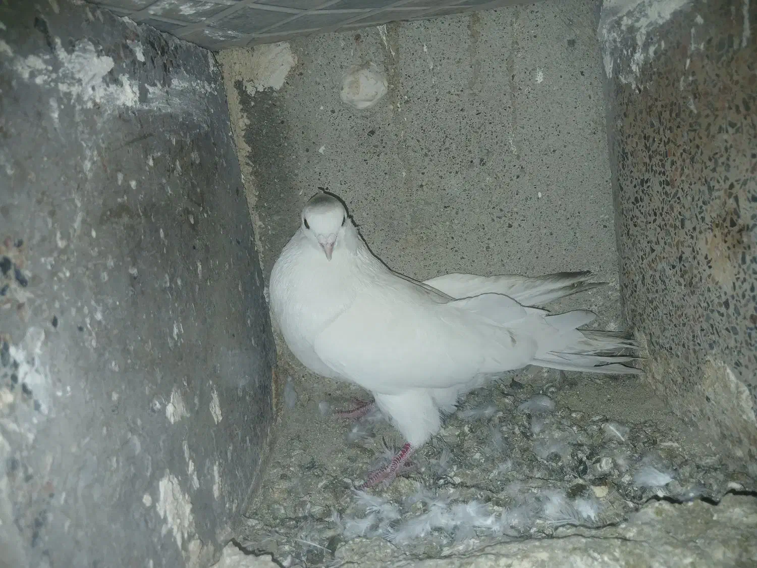 پلاکی و خوشونه|پرنده|پلدختر, |دیوار