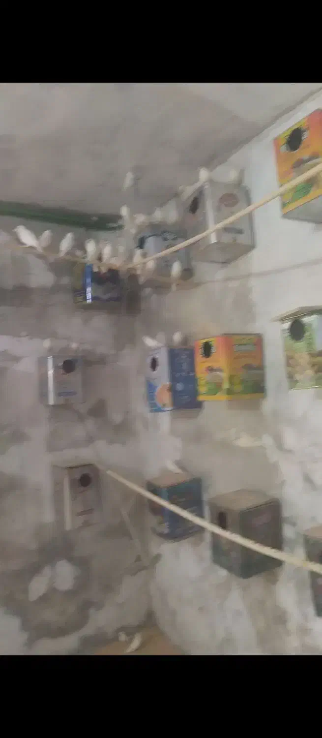 لانه فنج نرگسی سفید پرنده لونه|پرنده|قم, حاج زینل|دیوار