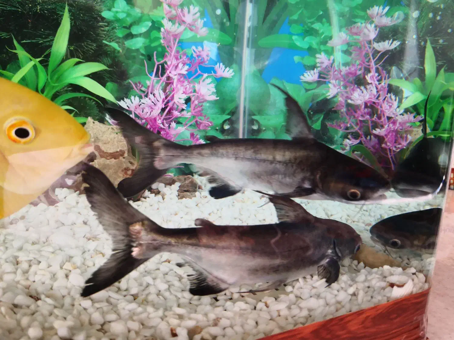 یک جفت ماهی پن کوسی (کوسه)|ماهی|سرپل ذهاب, |دیوار