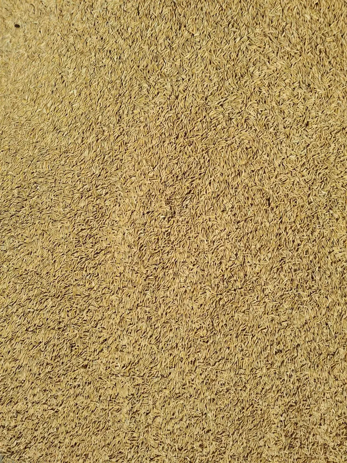 برنج چلتوک فجرتراب|خوردنی و آشامیدنی|دهدشت, |دیوار