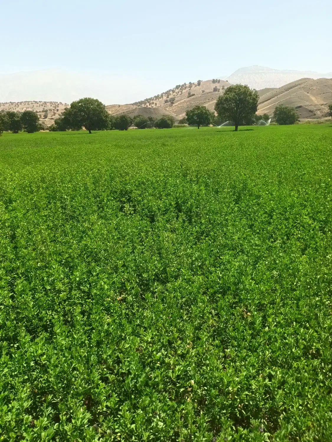 یونجه چین دو وسه|لوازم جانبی حیوانات|شاهیوند, |دیوار