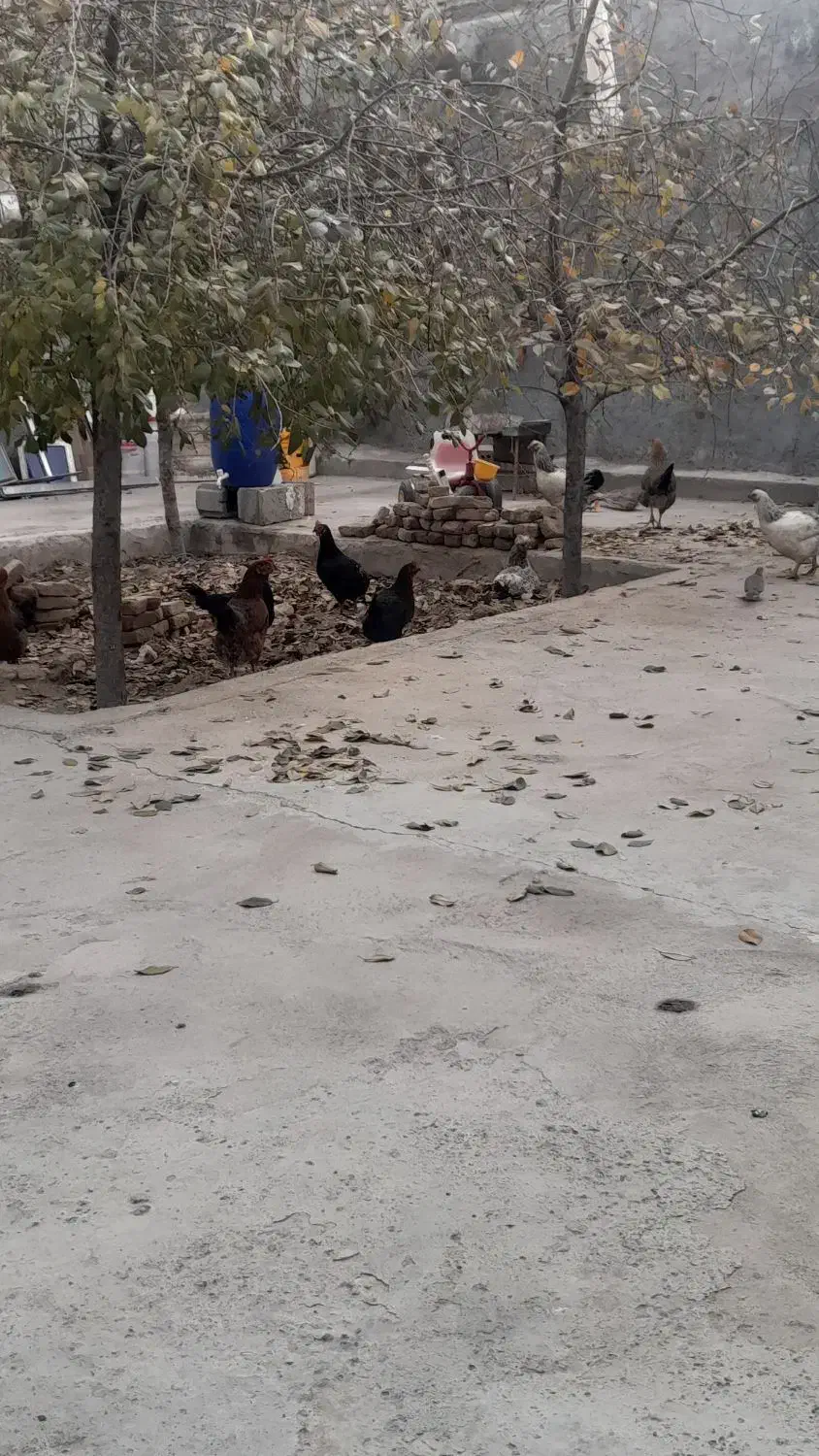 مرغ فریح|حیوانات مزرعه|خسروشاه, |دیوار