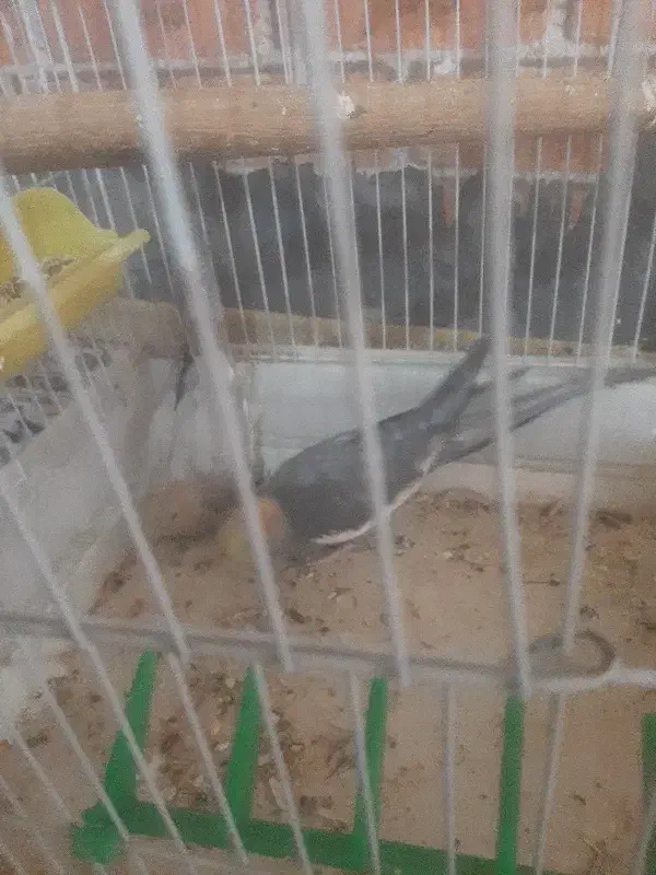 پرنده|پرنده|شراء, |دیوار