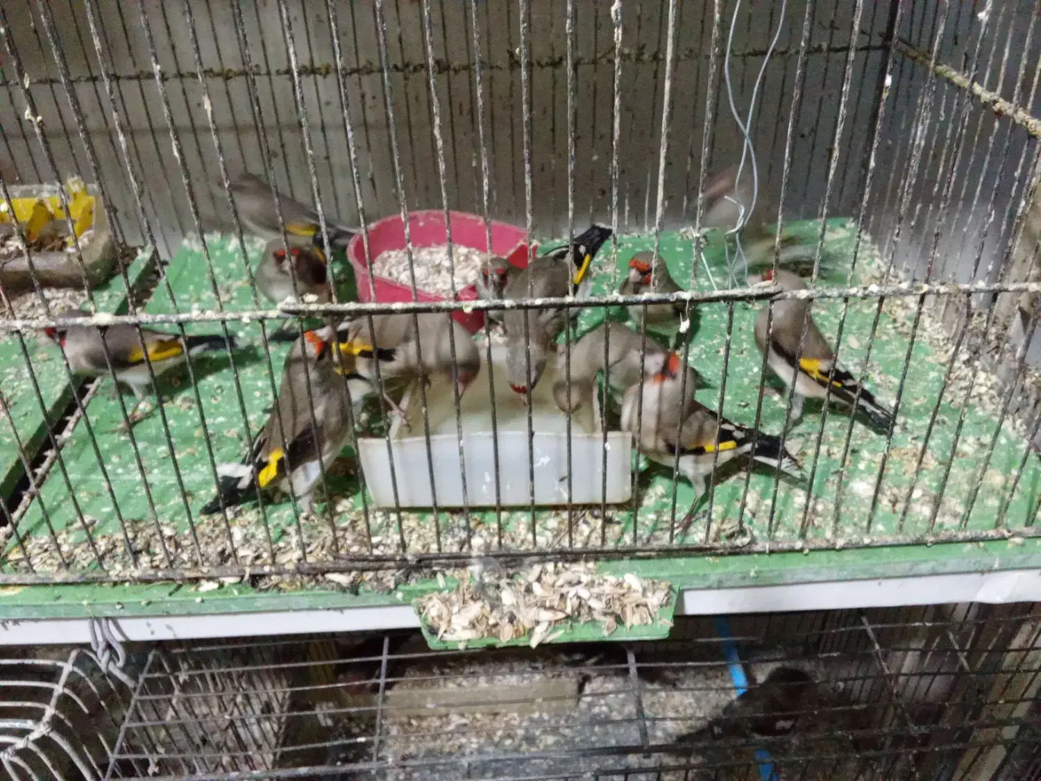 سهره|پرنده|اراک, |دیوار