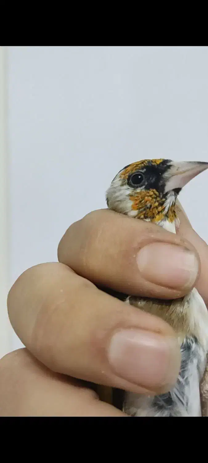 سهره چند نشون|پرنده|تهران, مینای شمالی (مخبر)|دیوار