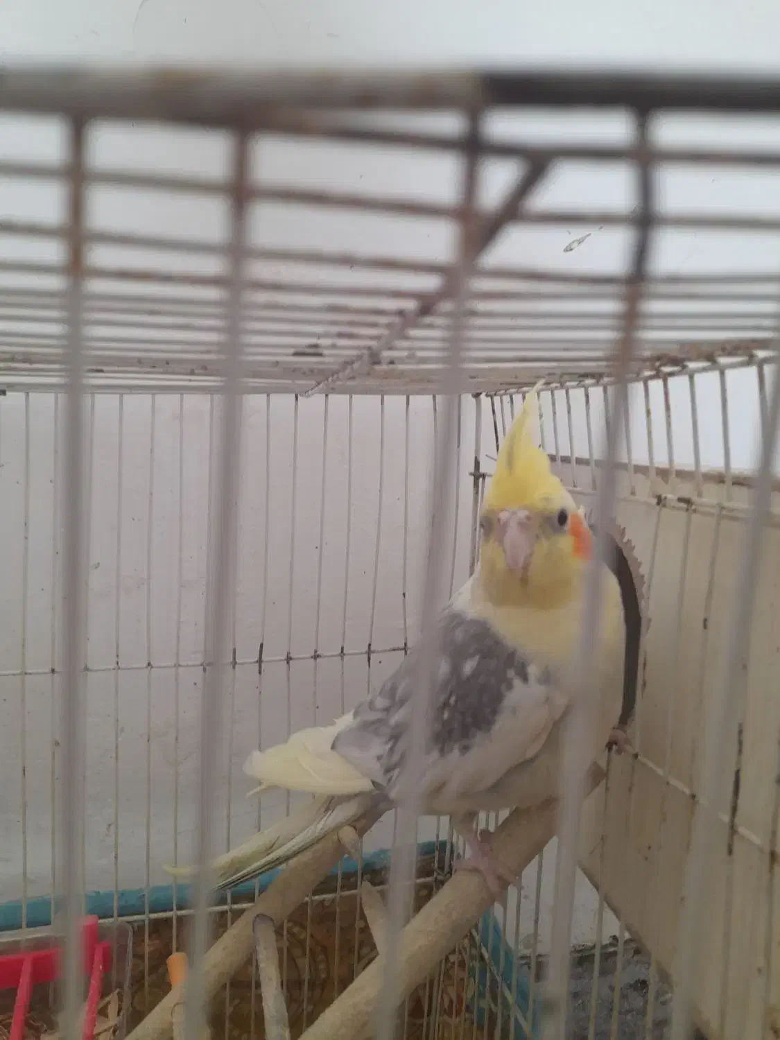 عر وس نرو ماده|پرنده|چناران, |دیوار