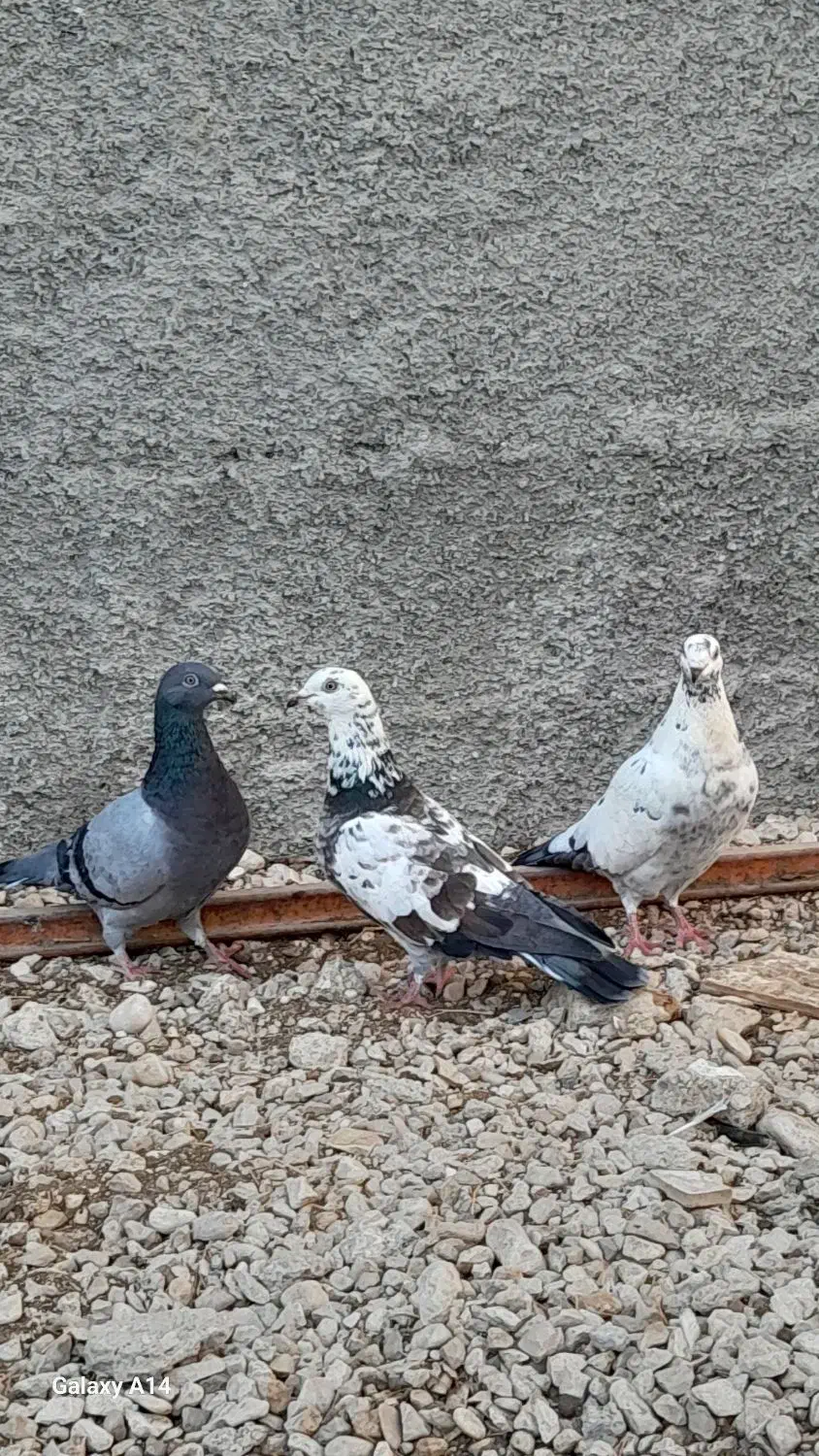 کبوتر جوان|پرنده|لامرد, |دیوار