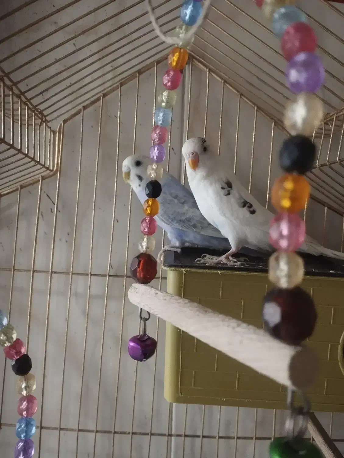 مرغ عشق|پرنده|بانه, |دیوار