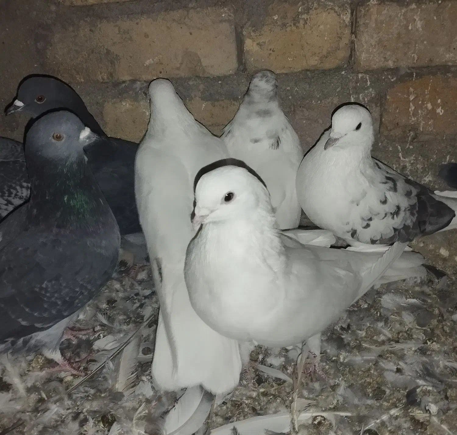 کبوتر جفت|پرنده|سجاس رود, |دیوار