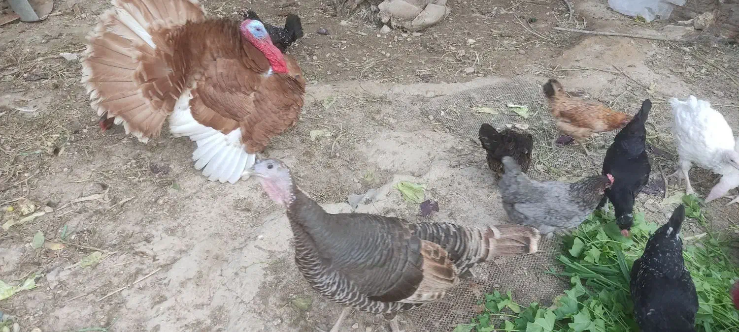 بوقلمون|حیوانات مزرعه|جم, |دیوار