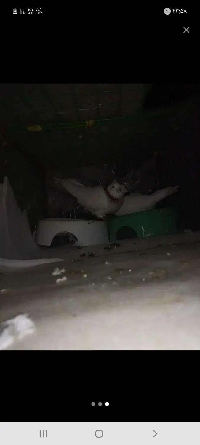 دو کبوتر طوقی حراج|پرنده|سروآباد, |دیوار