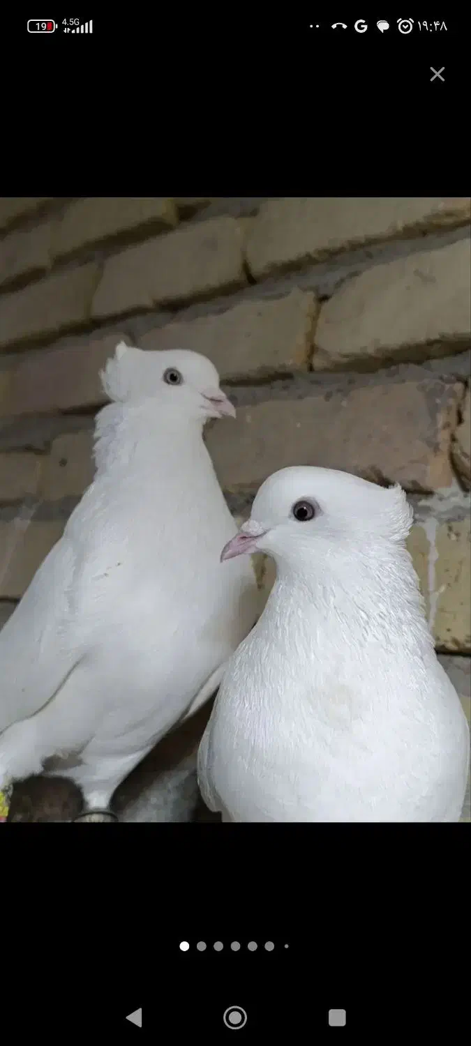 کبوتر|پرنده|بروجرد, |دیوار