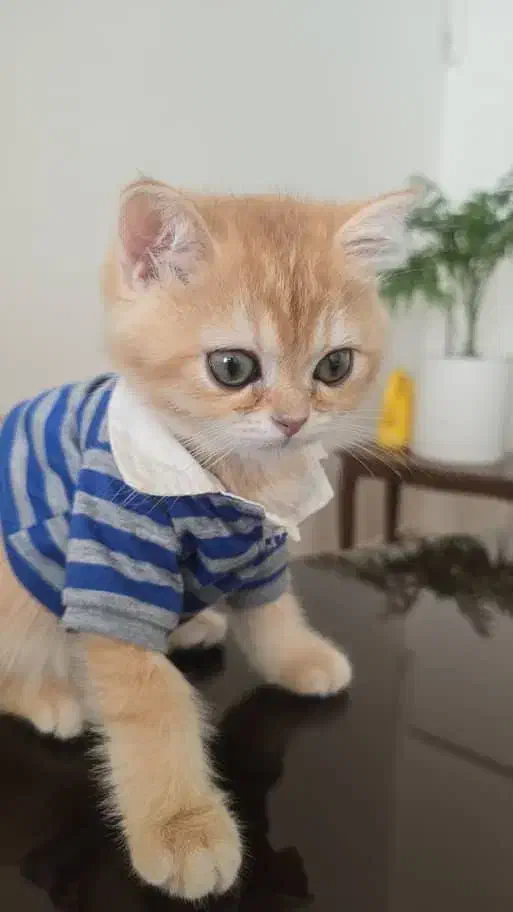 گربه پرشین|گربه|بندرعباس, |دیوار