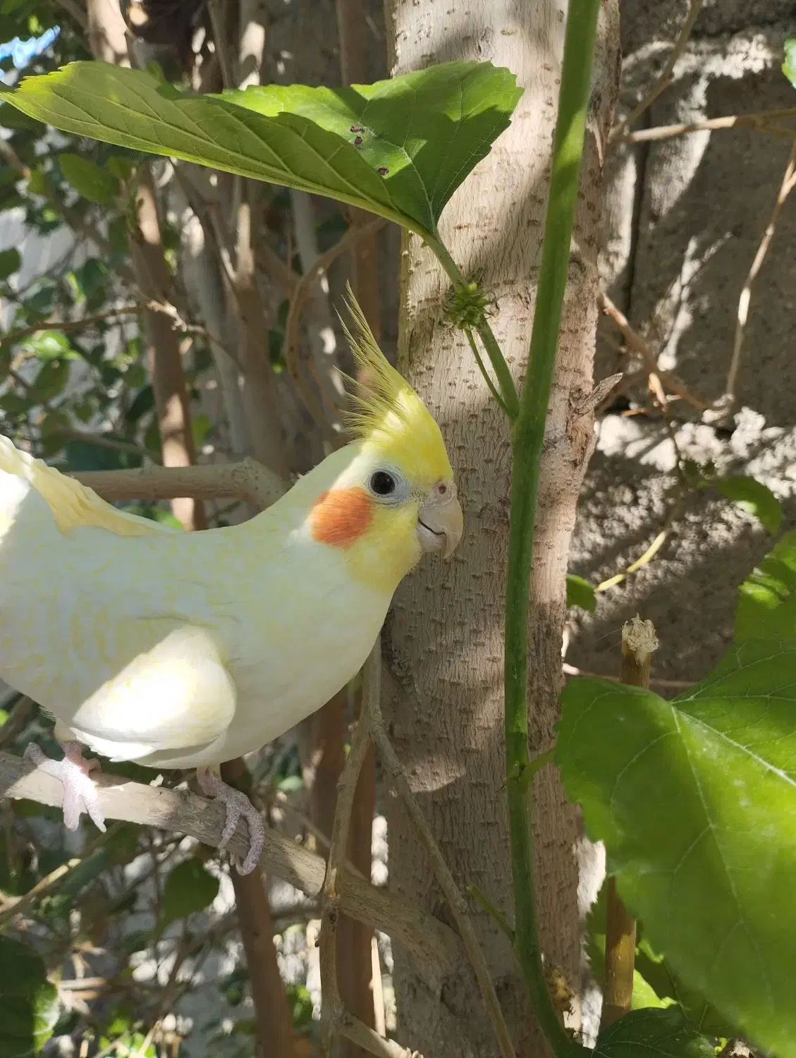 عروس هلندی دستی|پرنده|اشکنان, |دیوار