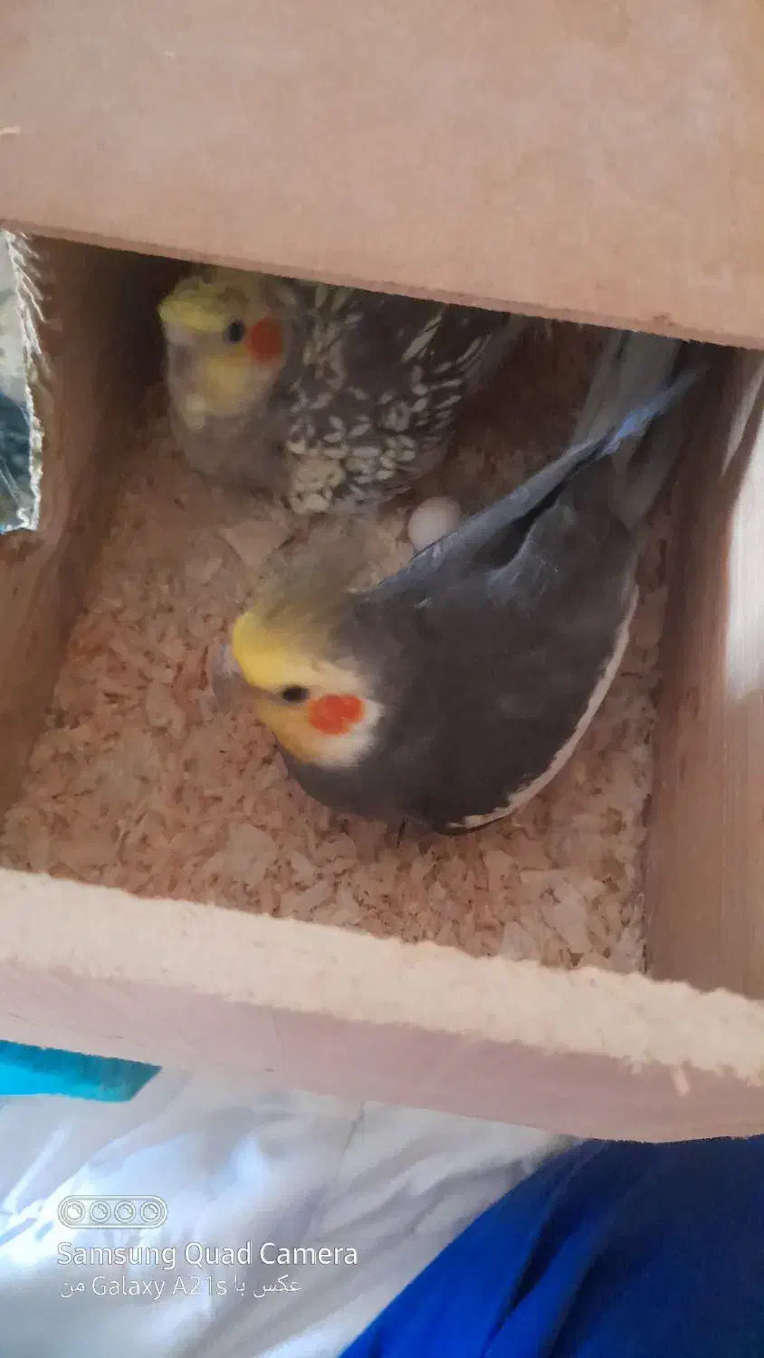 هشت عدد عروس هلندی ماده ونر سالم و سرحال|پرنده|رامسر, |دیوار