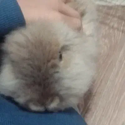 خرگوش نر|موش و خرگوش|کرمانشاه, |دیوار