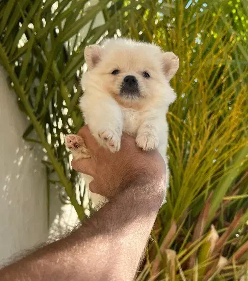 سگ پامرانین خرسی|سگ|یاسوج, |دیوار