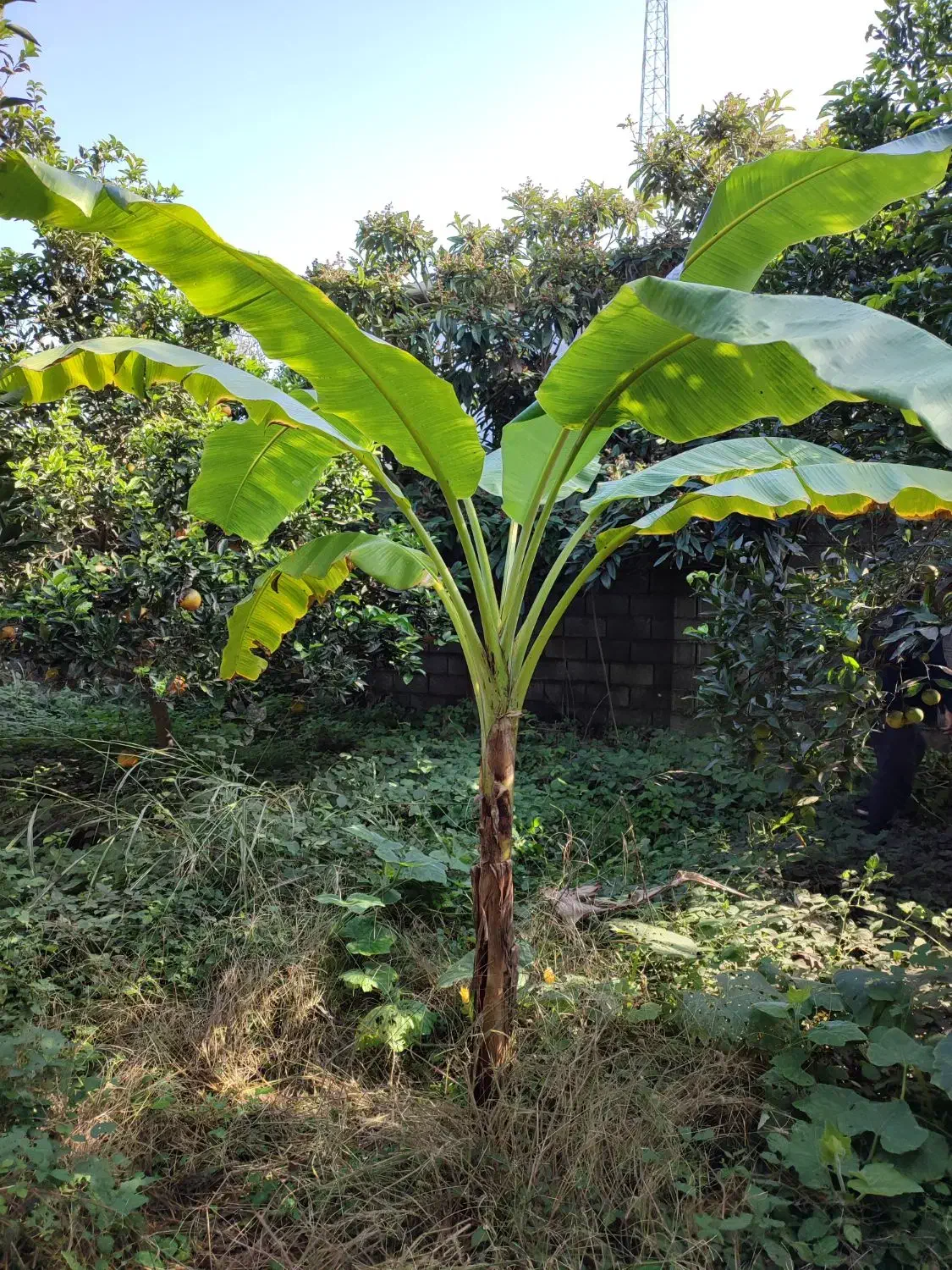 درخت موز|گل و گیاه طبیعی|محمودآباد, |دیوار