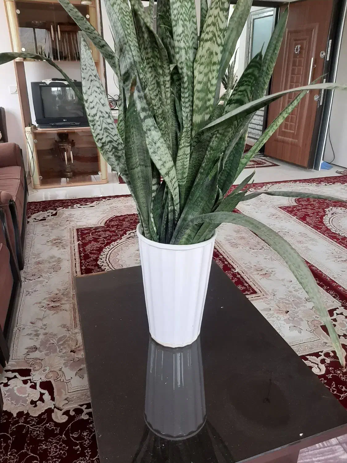 گل سانسورها طبیعی|گل و گیاه طبیعی|تنکابن, |دیوار