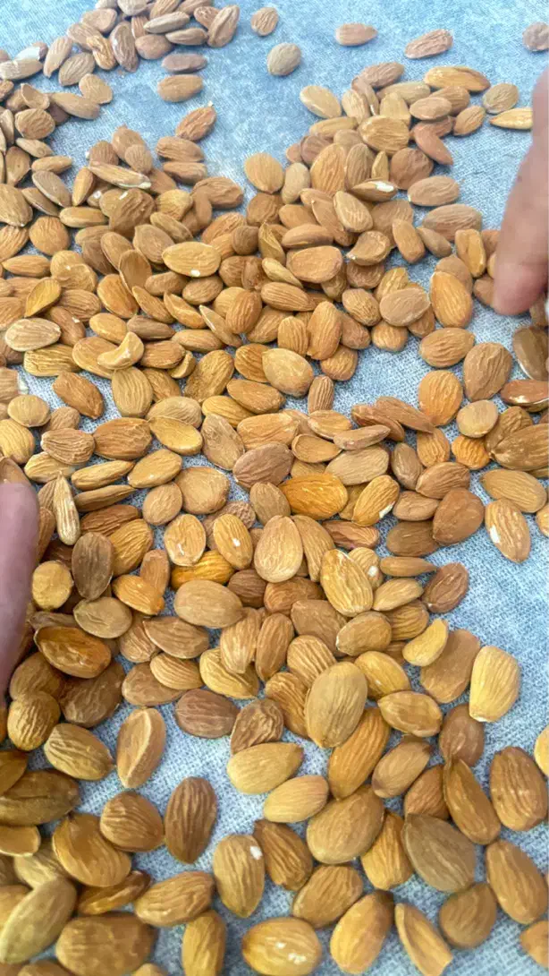 خرید انواع بادام نقدی|عمده‌فروشی|خانمیرزا, |دیوار