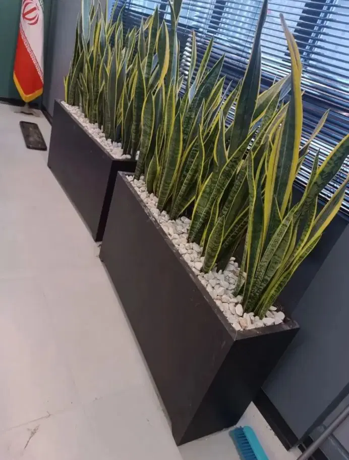 خدمات باغبانی باغچه کاری تعویض خاک گلدان کاشت گل و|خدمات باغبانی و درختکاری|تهران, صادقیه|دیوار